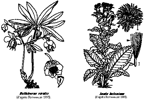 Helleborus viridis & Inula hellenium