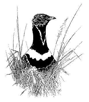 Outarde canepeti&egrave;re Tetrax tetrax par Philippe PONDAVEN